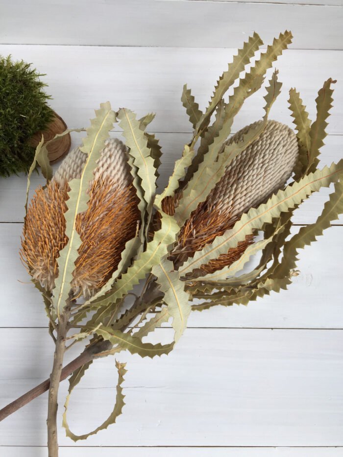 Банксия сухоцвіт banksia - Банксія