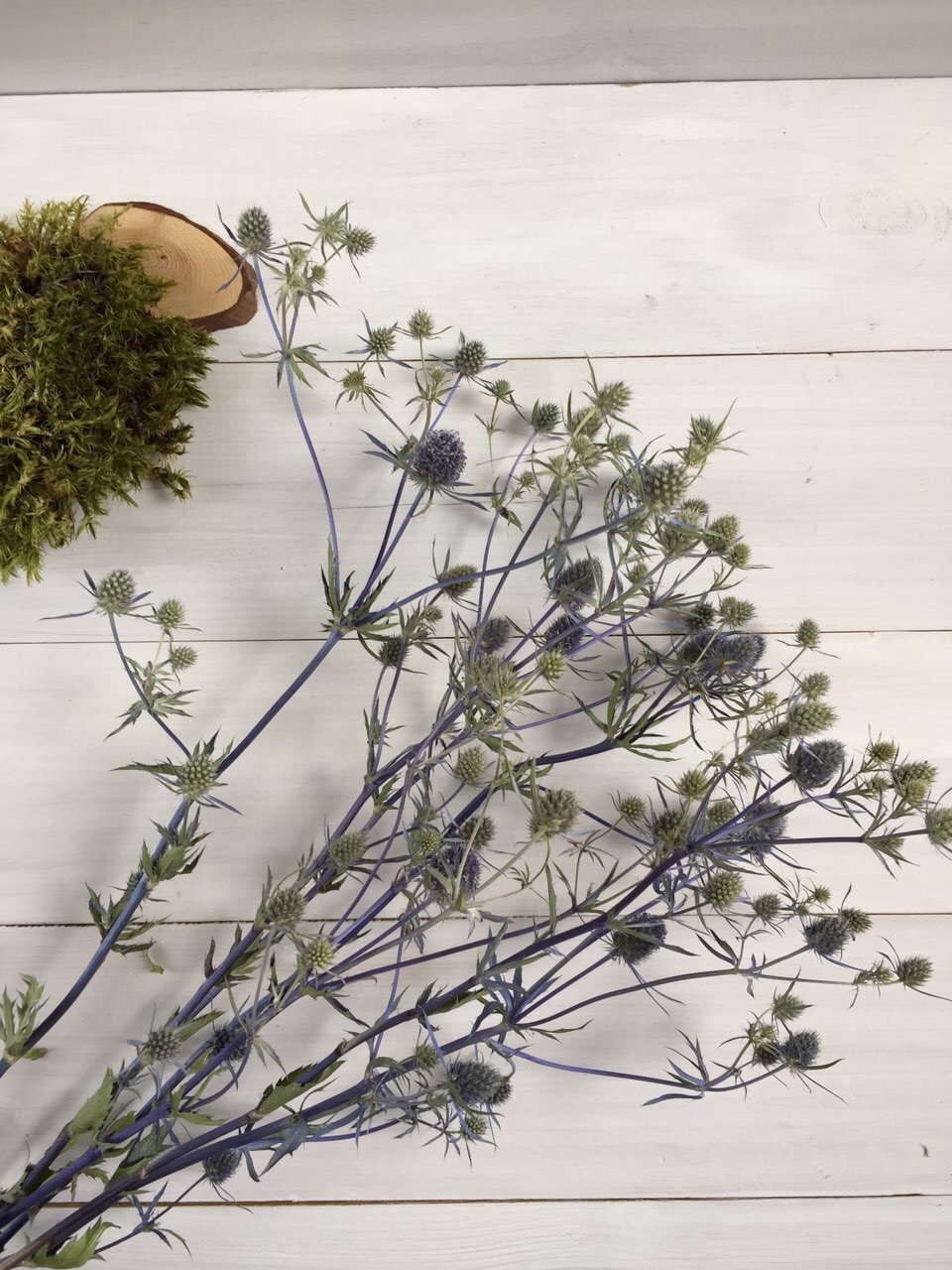 1228441128_eringium-suhotsvet-.jpg Ерингеум сухоцвіт (паковання 20 шт.) - Ерінгіум