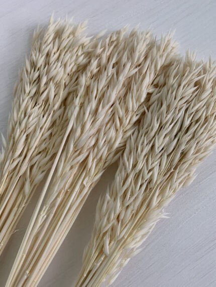 Овес білий (20 шт.) - Овес