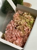 Гортензія стабілізована салатово-рожева (20 гр) - Гортензія