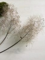 Скумпія стабілізована ( 15-20 см висота гілки ) - Стабілізовані рослини