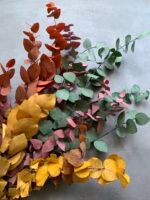 Евкаліпт Стюартіана стабілізована мікс - Евкаліпт стабілізований