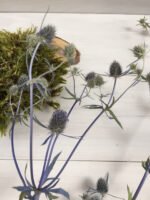 Ерингеум сухоцвіт (паковання 20 шт.) - Ерінгіум