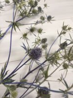 Ерингеум сухоцвіт (паковання 20 шт.) - Ерінгіум