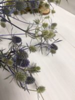 Ерингеум сухоцвіт (паковання 20 шт.) - Ерінгіум