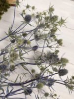 Ерингеум сухоцвіт (паковання 20 шт.) - Ерінгіум