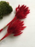 Лагурус червоний ( 100 гр ) - Лагурус