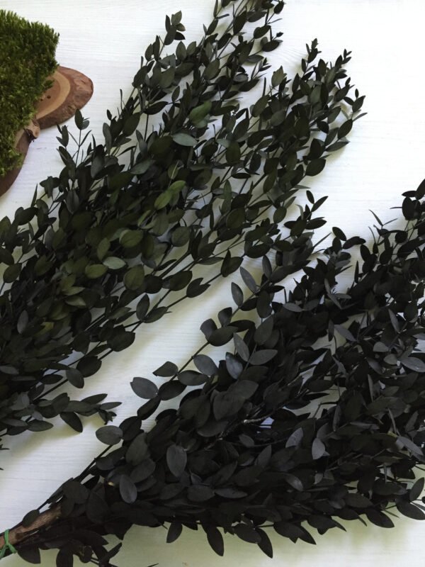 Евкаліпт парвіфолія зелено-синій - Евкаліпт стабілізований