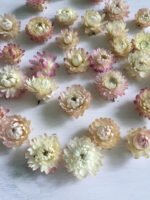 Геліхризум білий і світло рожевий ( 10 шт ) - Геліхризум