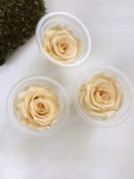 Роза стабілізована шампань До - Троянда стабілізована 5-6 см