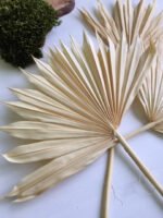 Пальмове листя віяло висвітлені ( 3 шт ) - Пальмове листя