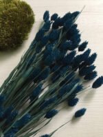 Фаляріс синій - Фаляріс