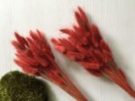 Лагурус теракотовий - Лагурус