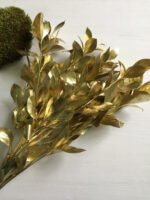 Рускус сухий золото 5 шт - Рускус стабілізований