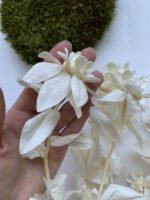 Биденс стабілізований вибілений ( 1 квітка ) - Стабілізовані рослини