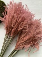 Міскантус рожевий - Міскантус
