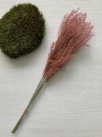 Міскантус рожевий - Міскантус