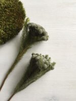 Брунія альбіфлора натуральна - Брунія