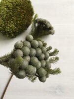 Брунія альбіфлора натуральна - Брунія