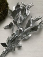 Рускус листовий срібло (5 гілок) - Рускус стабілізований