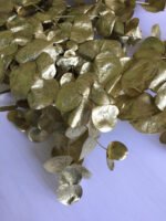 Евкаліпт цінчики золото - Стабілізовані рослини