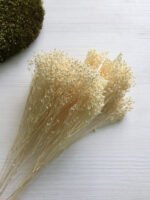 Брюмелія суха кремова (40 гр) - Брюмелія суха