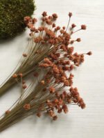 Сухоцвіт Hill Flower рожевий (100 шт.) - Квітковий Бутон