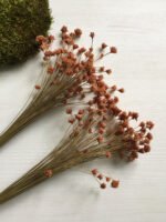 Сухоцвіт Hill Flower рожевий (100 шт.) - Квітковий Бутон