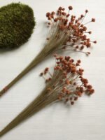 Сухоцвіт Hill Flower рожевий (100 шт.) - Квітковий Бутон