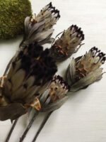 Протея Ніоба - Протея