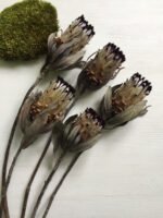 Протея Ніоба - Протея