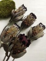 Протея Ніоба - Протея