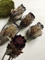 Протея Ніоба - Протея