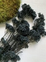 Озотамнус стабілізований графітовий - Озотамус