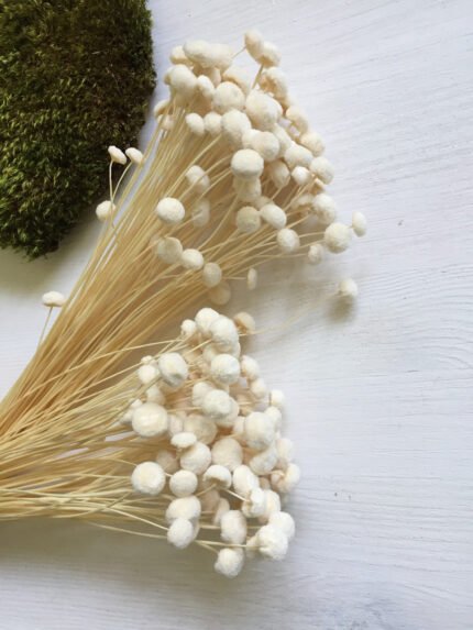 Флорал бутон білий 50 шт - Квітковий Бутон