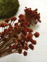 Сухоцвіт HIll Flower коричневий 100 шт. - Квітковий Бутон