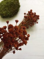Сухоцвіт HIll Flower коричневий 100 шт. - Квітковий Бутон