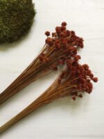 Сухоцвіт HIll Flower коричневий 100 шт. - Квітковий Бутон
