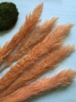 Кортадерія Dadang коралова (3 шт) - Кортадерія