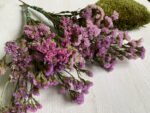 Статиця рожева ( 10 гілок ) - Статиця