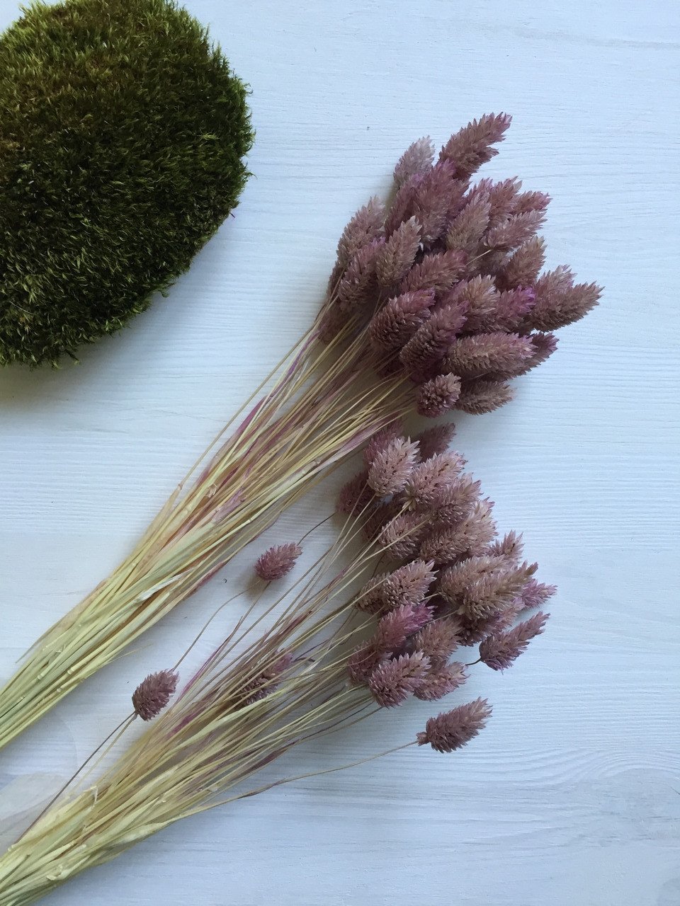 3315494018_falyaris-sirenevo-rozovyj.jpg Фаляріс бузково-рожевий - Фаляріс