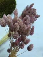 Фаляріс бузково-рожевий - Фаляріс