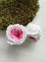 Роза Остін біла з рожевою серединкою - Троянда стабілізована півоноїдна 4-5 см