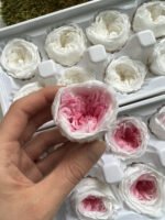 Роза Остін біла з рожевою серединкою - Троянда стабілізована півоноїдна 4-5 см