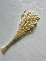 Бріза вибілена - Стабілізовані рослини