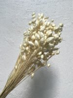 Бріза вибілена - Стабілізовані рослини