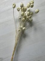 Нігелла вибілена дамаська 25 шт - Нігела