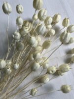 Нігелла вибілена дамаська 25 шт - Нігела