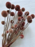 Ехінопс червоний 10 шт - Ехінопс