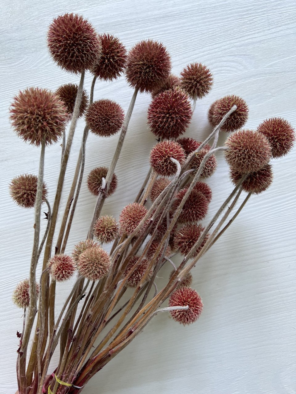 3957025439_ehinops-krasnyj-10.jpg Ехінопс червоний 10 шт - Ехінопс